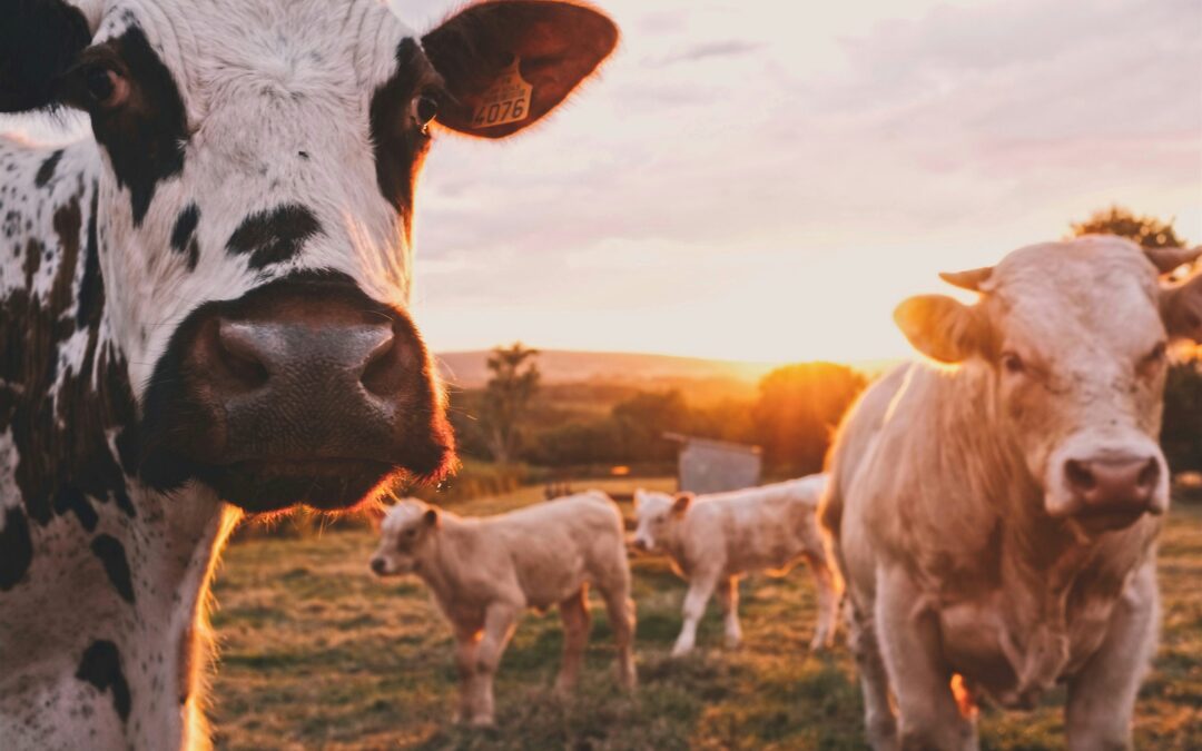 Objavljen Javni poziv za dodjelu sredstava Mjere 3. Potpora županijskim programima u sektoru mliječnog govedarstva u razdoblju 2024. – 2026. godine iz Programa državne potpore sektoru stočarstva zbog narušenog proizvodnog potencijala